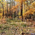 Jesienny spacer po lesie'2022